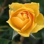 Een gele roos staat voor vriendschap en verbondenheid. €0,00