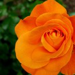 Een oranje roos staat voor waardering en sympathie. €0,00