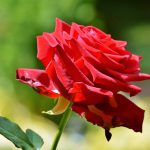 Een rode roos staat voor liefde en respect €0,00