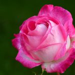 Een roze roos staat voor dankbaarheid en geluk €0,00