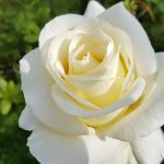 Een witte roos staat voor puurheid en waardigheid. €0,00