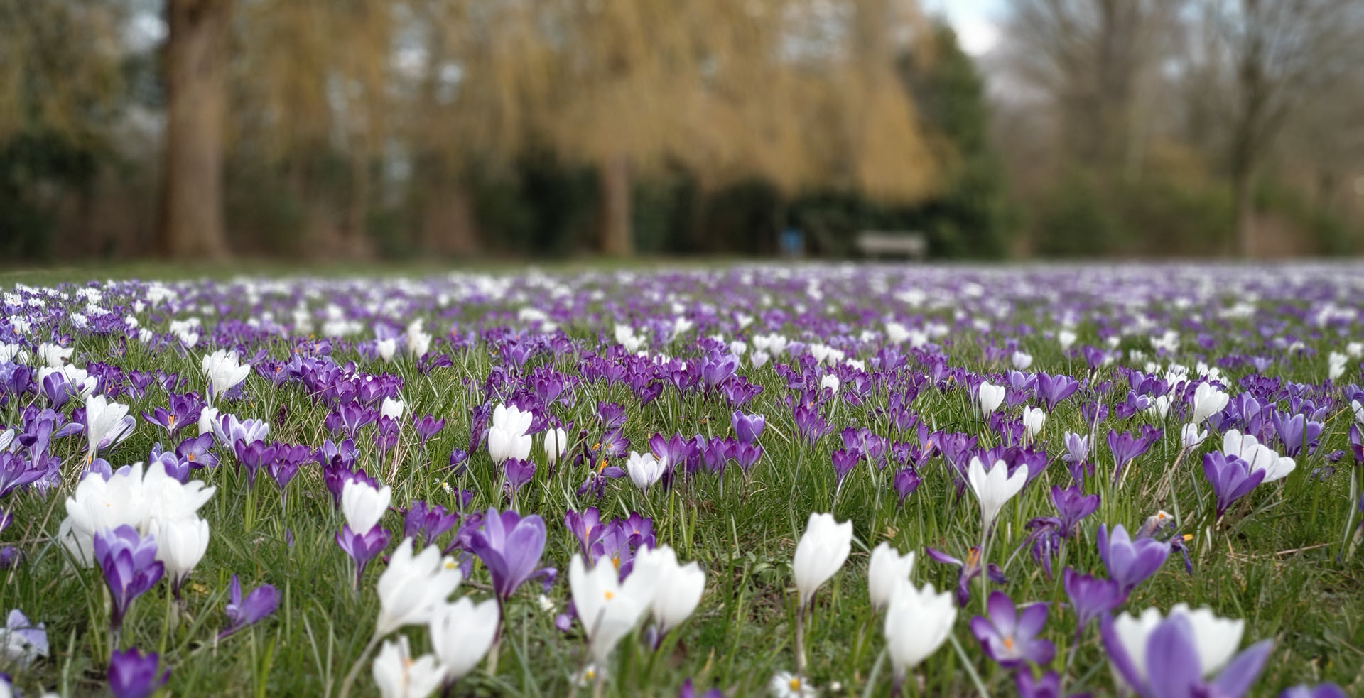 Bloemsierkunst Groeneveld lente bloemen in Haren Groningen