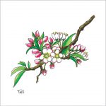 Luxe bloemenkaart nr. 5 - Malus - 13x13 cm +€3,50