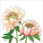 Luxe bloemenkaart nr. 8 – Pioenroos – 13×13 cm +€3,50