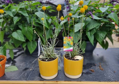 2022 Zomeraanbod bloemen en planten Bloemsierkunst Groeneveld