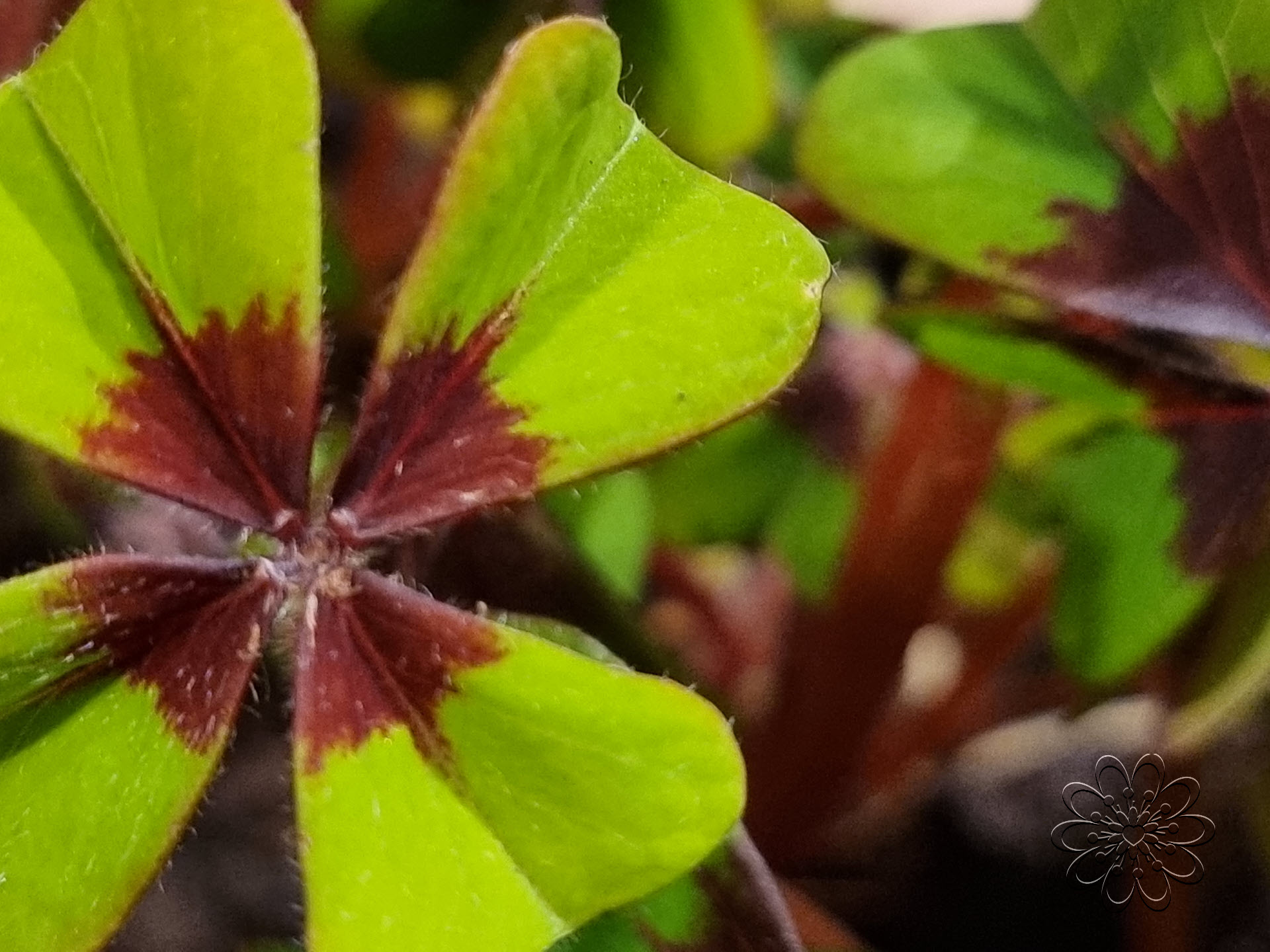 Bloemsierkunst Groeneveld Gelukbrenger klavertjevier