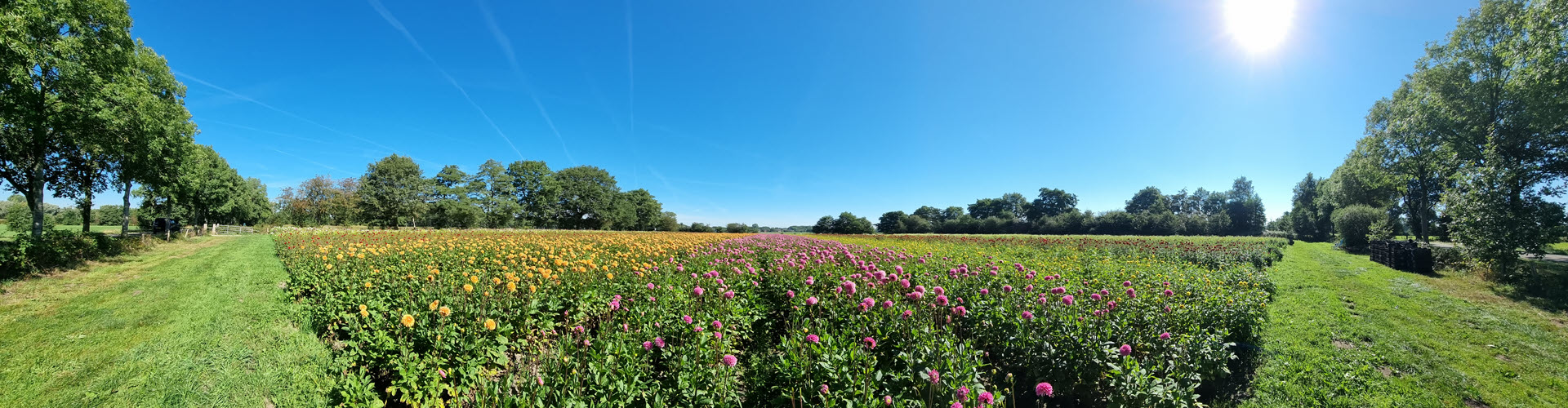 2023-Bloemsierkunst-Groeneveld-Dahlia-bloemenveld Bij Fleurop bloemist Bloemsierkunst Groeneveld online bloemen bestellen
