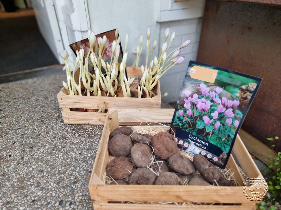 Herfst bij Bloemsierkunst Groeneveld | Stap binnen, puur genieten!