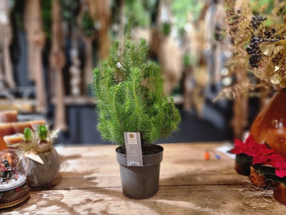 Bloemsierkunst Groeneveld heeft stijlvolle alternatieve kerstboom voor kerstsfeer in huis