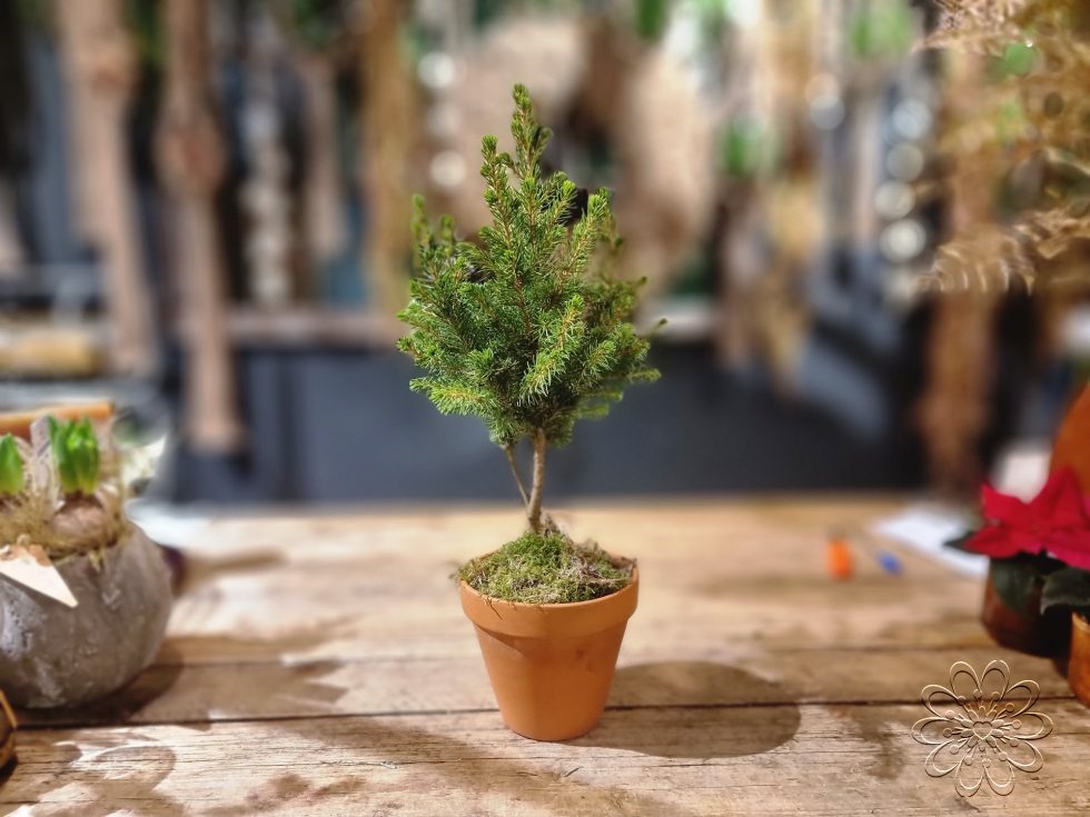 Bloemsierkunst Groeneveld heeft stijlvolle alternatieve kerstboom voor kerstsfeer in huis