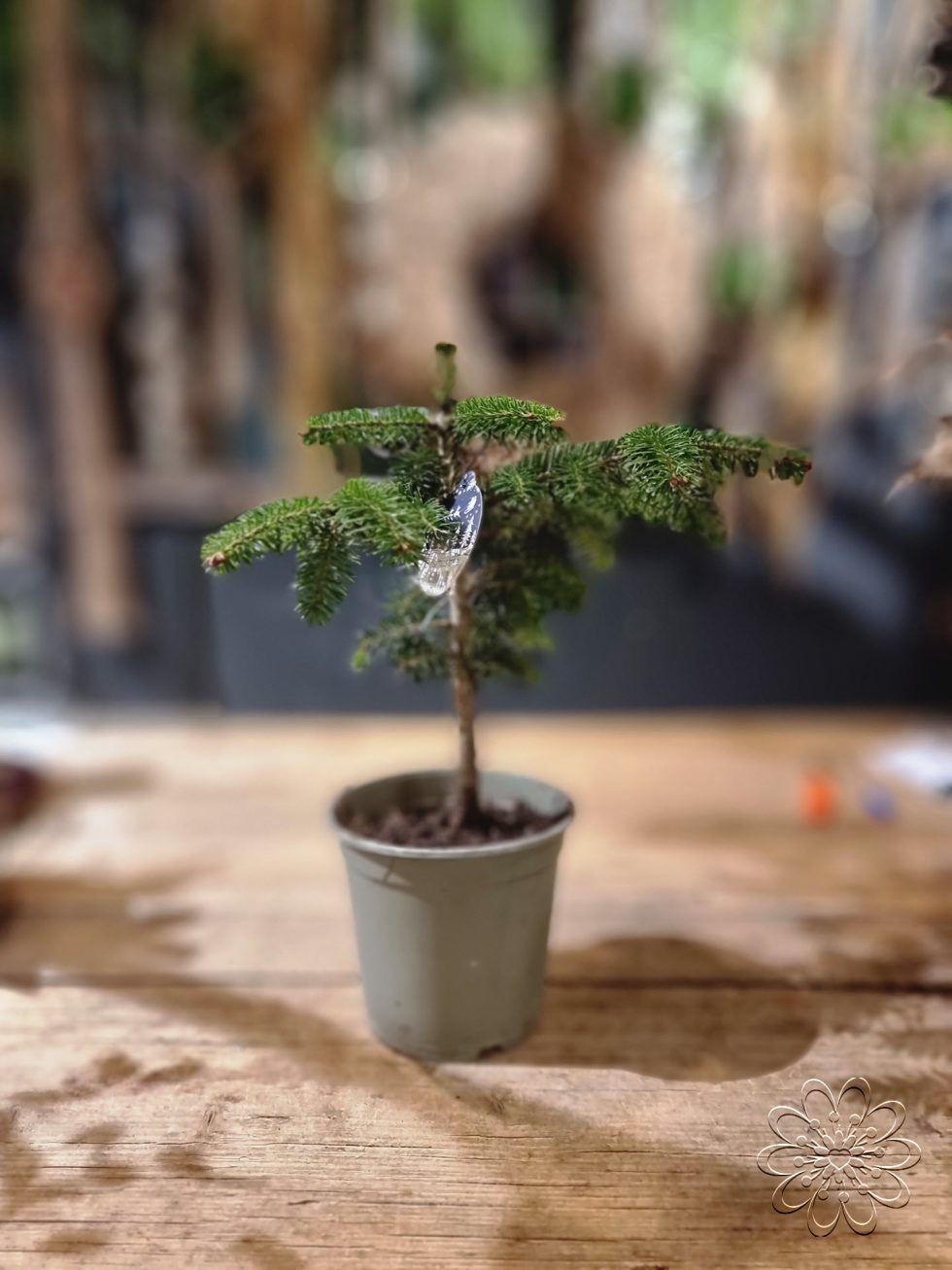 Bloemsierkunst Groeneveld heeft stijlvolle alternatieve kerstboom voor kerstsfeer in huis
