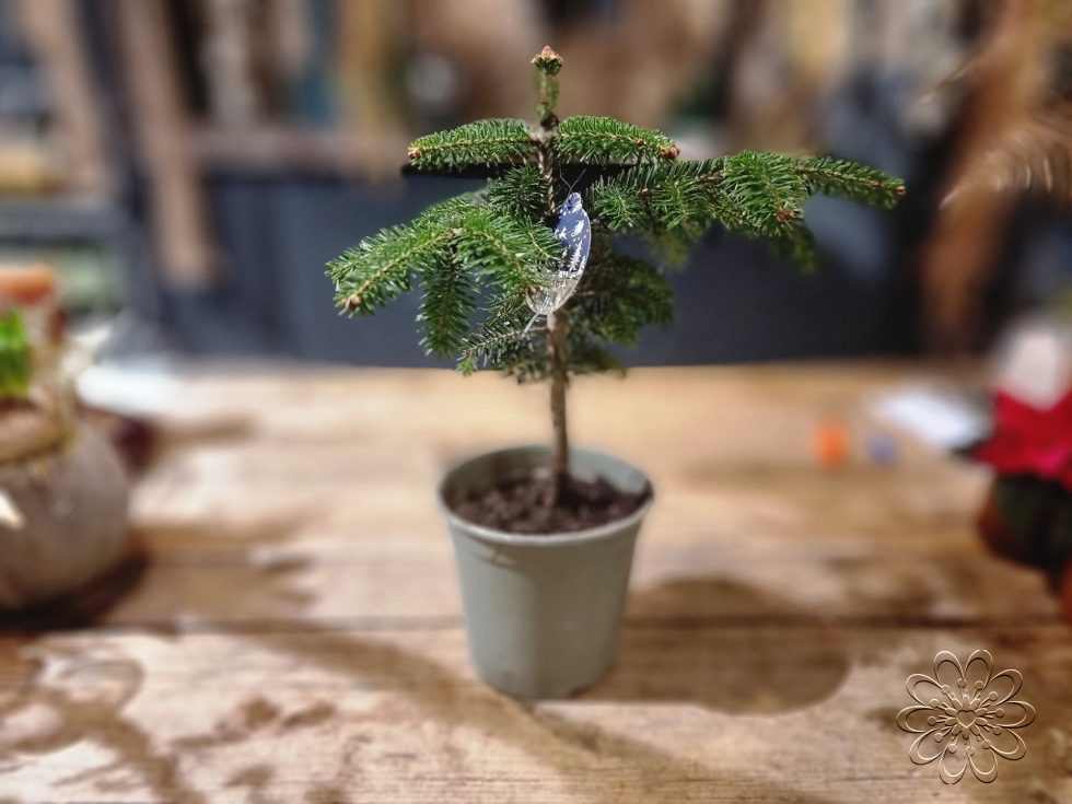 Bloemsierkunst Groeneveld heeft stijlvolle alternatieve kerstboom voor kerstsfeer in huis