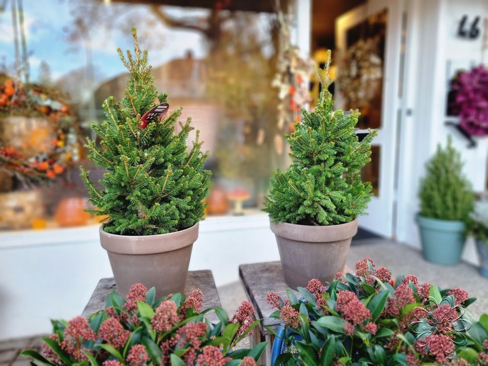 Bloemsierkunst Groeneveld heeft stijlvolle alternatieve kerstboom voor kerstsfeer in huis