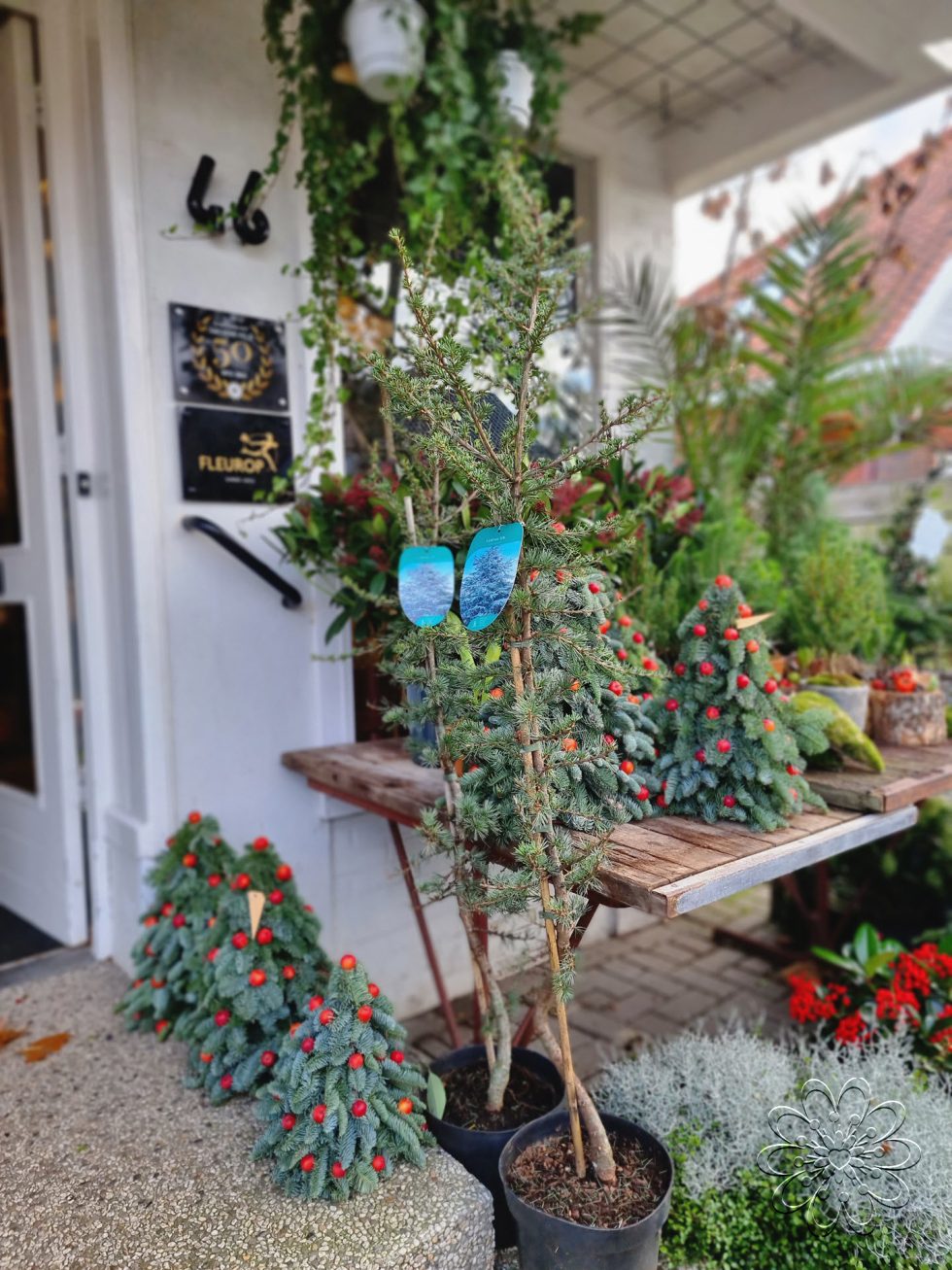 Bloemsierkunst Groeneveld heeft stijlvolle alternatieve kerstboom voor kerstsfeer in huis