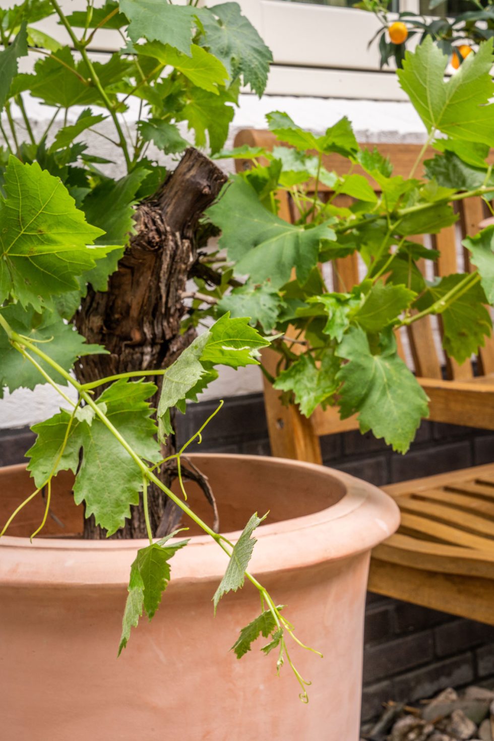Ter Steege TS Collection - Terracotta potten voor buitenplanten