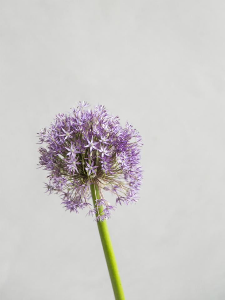 Bloemsierkunst Groeneveld - typische zomerbloemen