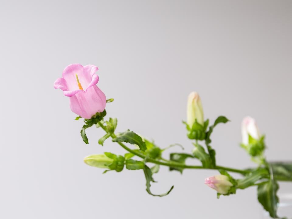 Bloemsierkunst Groeneveld - typische zomerbloemen