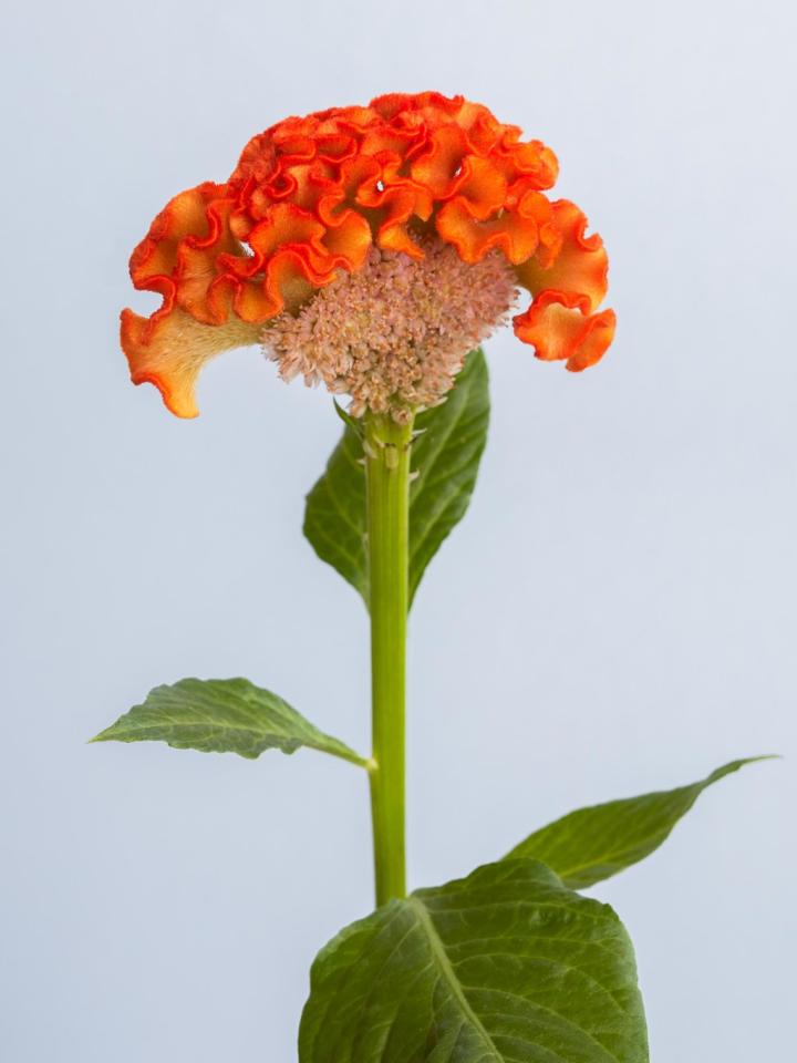 Bloemsierkunst Groeneveld - typische zomerbloemen