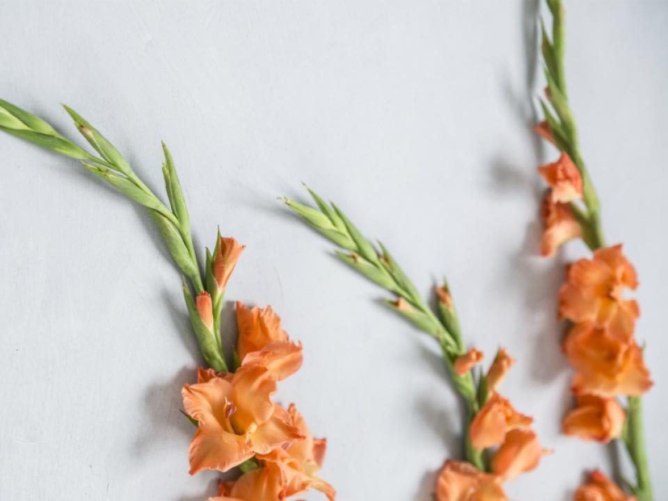 Bloemsierkunst Groeneveld - typische zomerbloemen