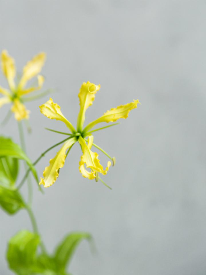 Bloemsierkunst Groeneveld - typische zomerbloemen