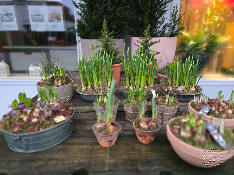 Bloemsierkunst Groeneveld - Groningen - Kamerplanten en bloembollen
