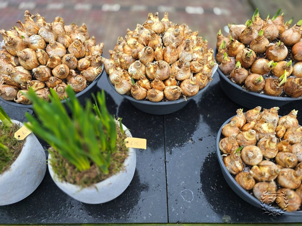 Bloemsierkunst Groeneveld - Groningen - Kamerplanten en bloembollen