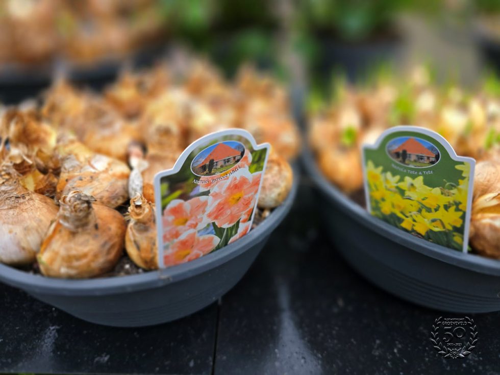 Bloemsierkunst Groeneveld - Groningen - Kamerplanten en bloembollen