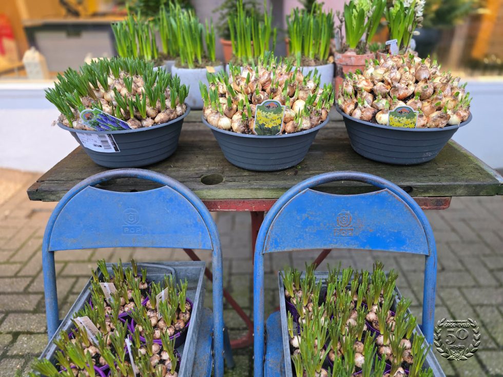 Bloemsierkunst Groeneveld - Groningen - Kamerplanten en bloembollen