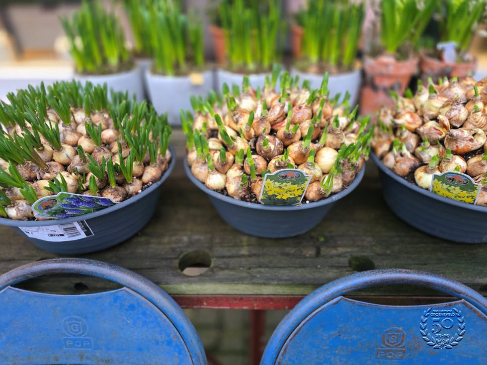 Bloemsierkunst Groeneveld - Groningen - Kamerplanten en bloembollen