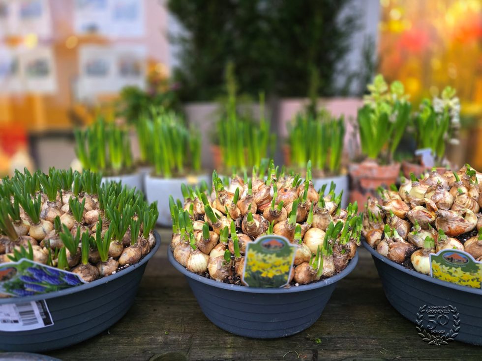 Bloemsierkunst Groeneveld - Groningen - Kamerplanten en bloembollen