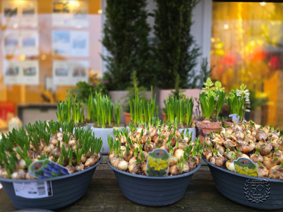 Bloemsierkunst Groeneveld - Groningen - Kamerplanten en bloembollen