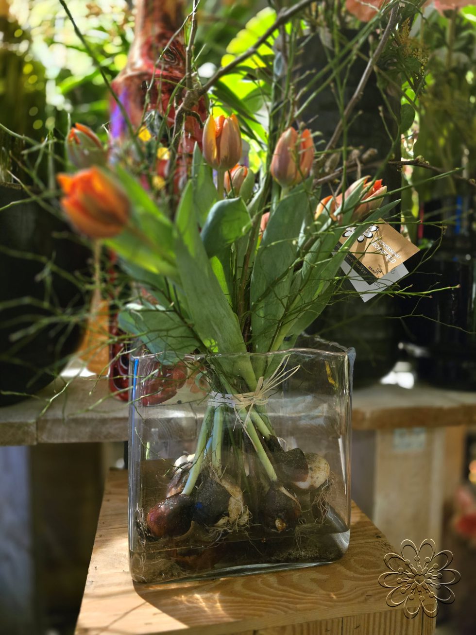 Bloemsierkunst Groeneveld - Groningen - Kamerplanten en bloembollen