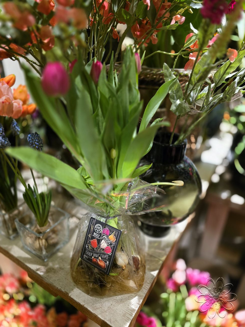 Bloemsierkunst Groeneveld - Groningen - Kamerplanten en bloembollen