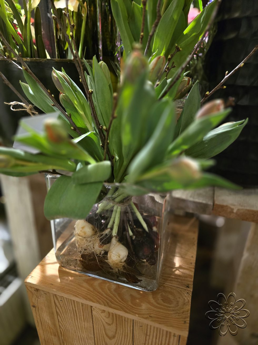 Bloemsierkunst Groeneveld - Groningen - Kamerplanten en bloembollen