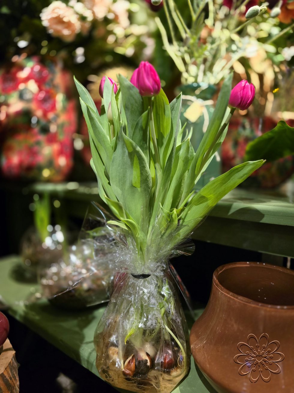 Bloemsierkunst Groeneveld - Groningen - Kamerplanten en bloembollen