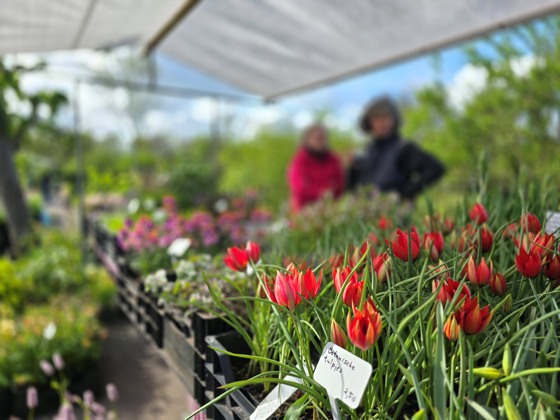 Hortus Botanicus Haren - plantenmarkt