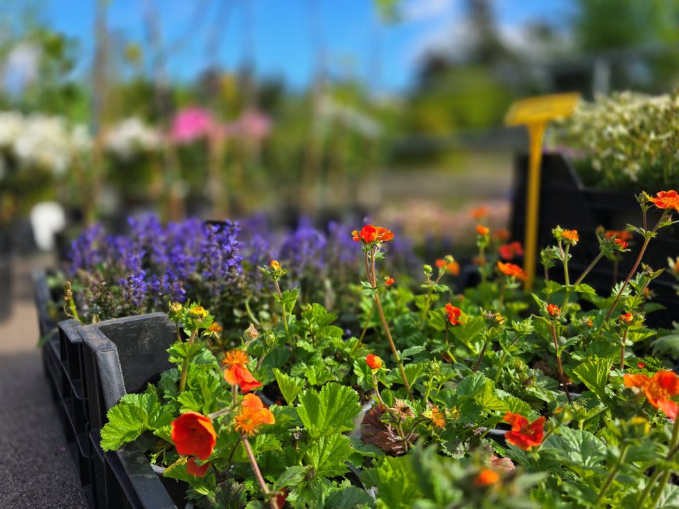 Hortus Botanicus Haren - plantenmarkt
