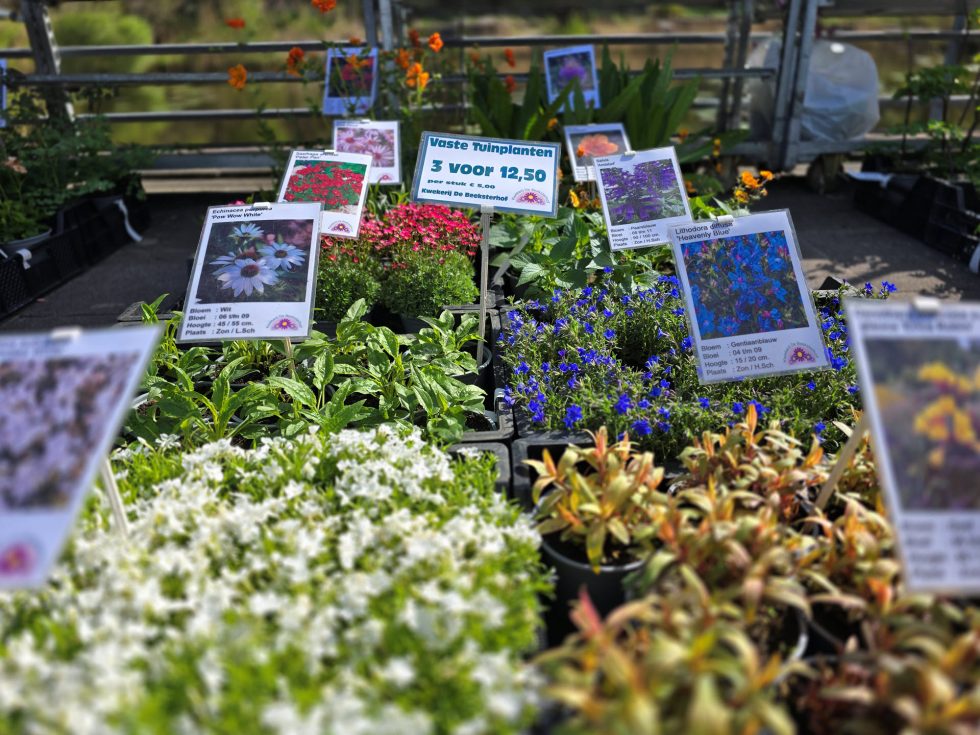 Hortus Botanicus Haren - plantenmarkt