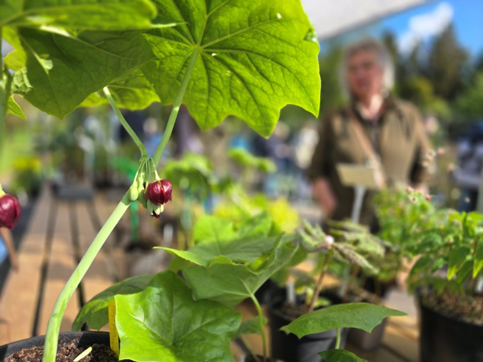 Hortus Botanicus Haren - plantenmarkt