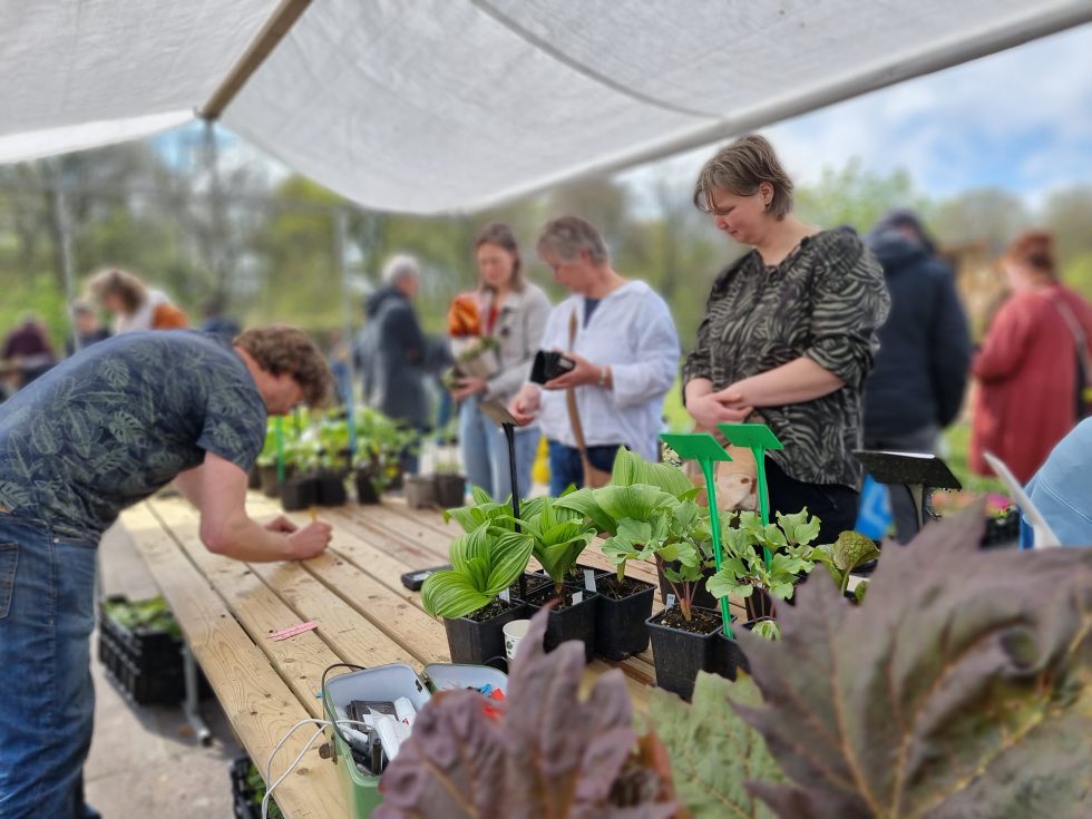 Hortus Botanicus Haren - plantenmarkt