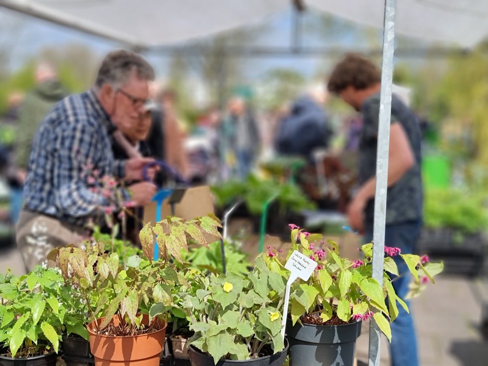 Hortus Botanicus Haren - plantenmarkt