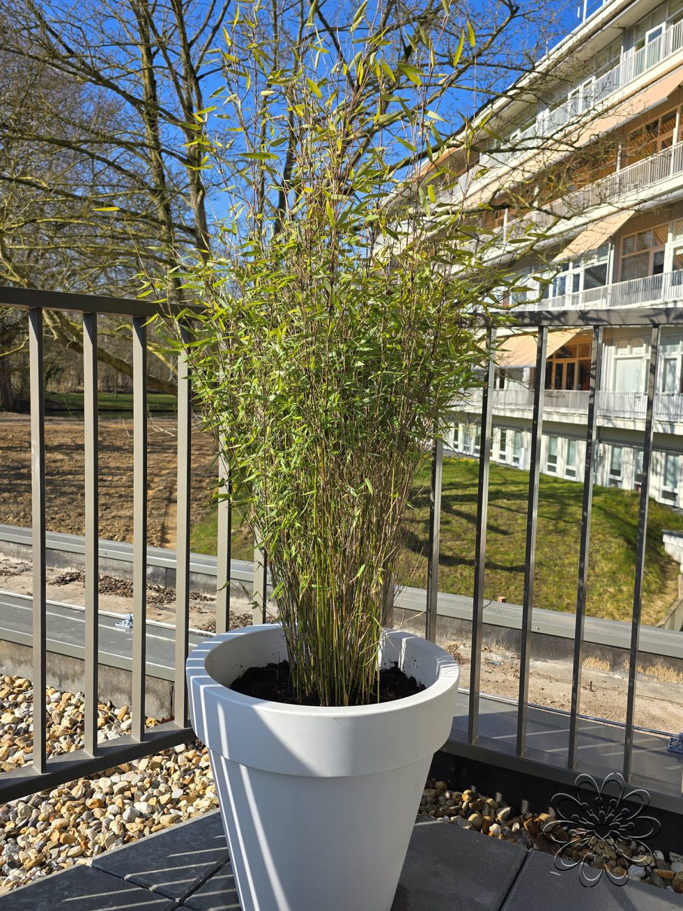 Zijden planten bij UMCG Centrum voor Revalidatie te Haren