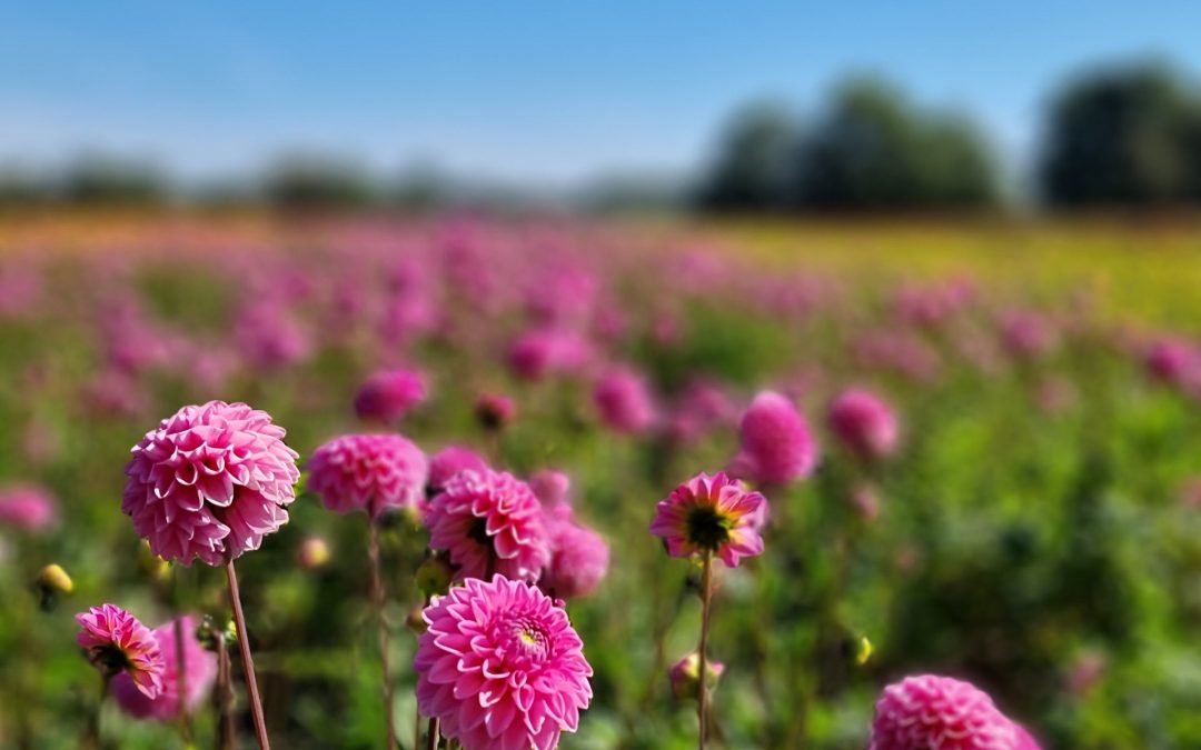 Gifhysterie in de bloemenwereld: feit of overdrijving?