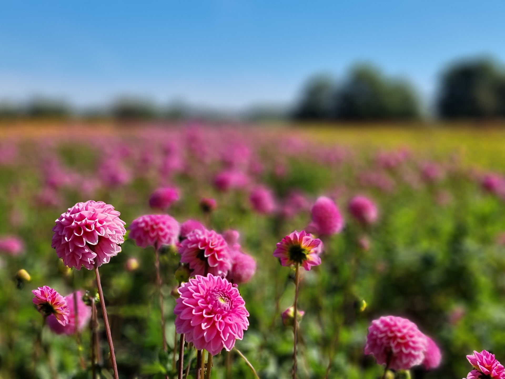 Gifhysterie in de bloemenwereld: feit of overdrijving?
