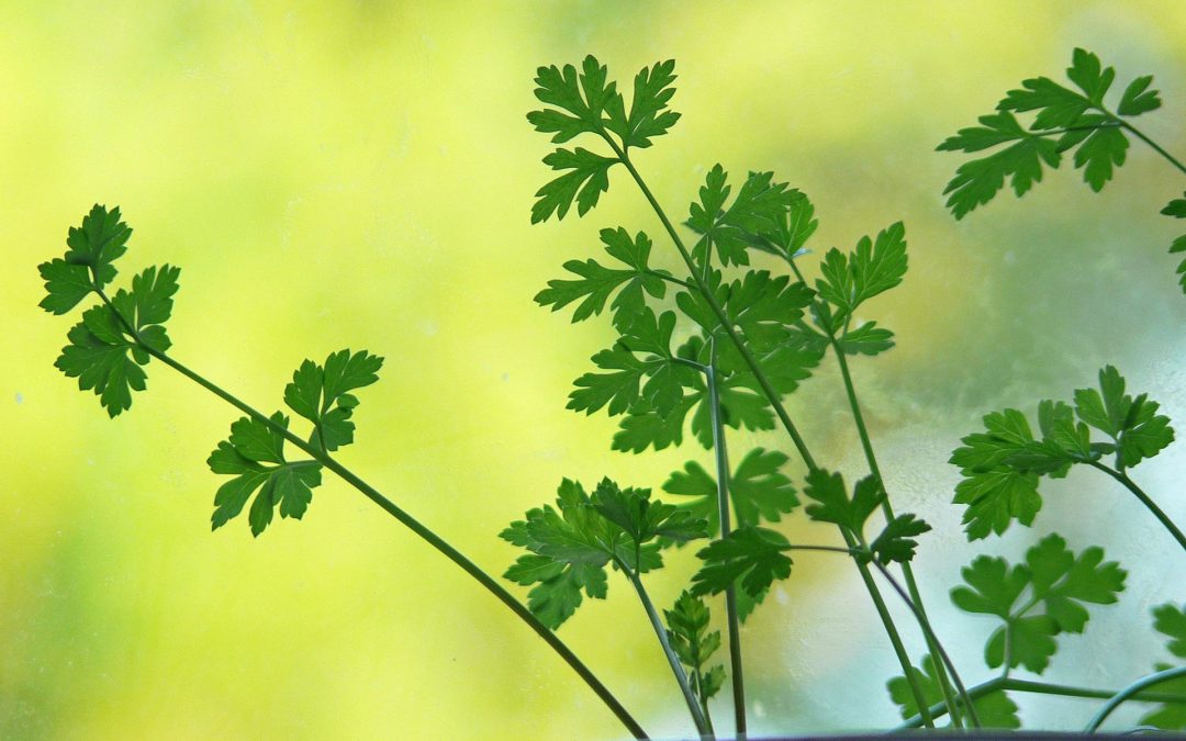 Nieuwe afzetkansen, is de consument er klaar voor