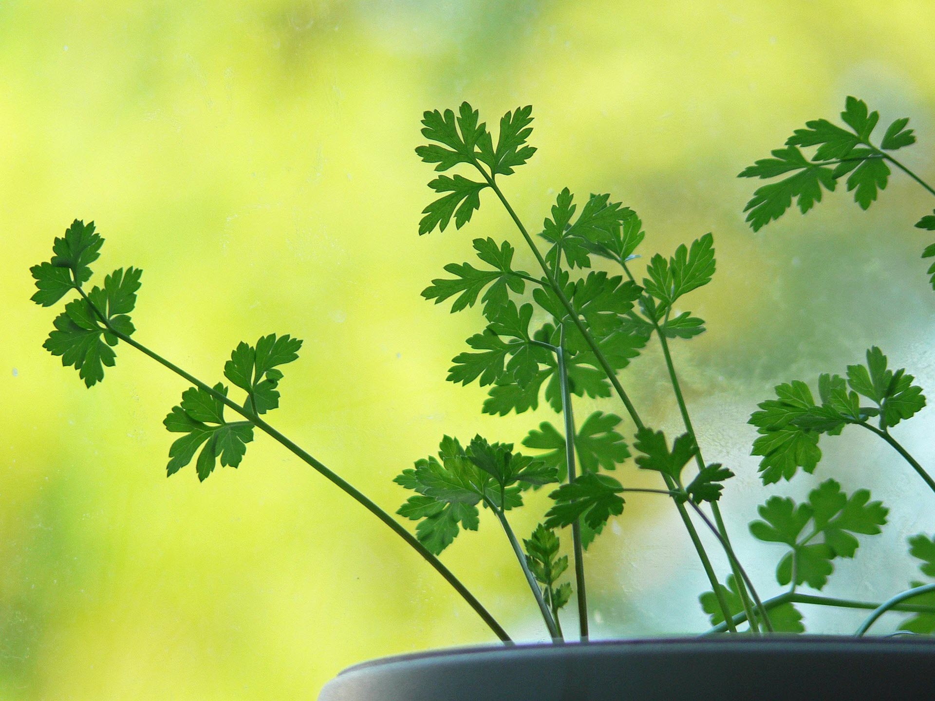 Biologische bloemen, is de consument er klaar voor?