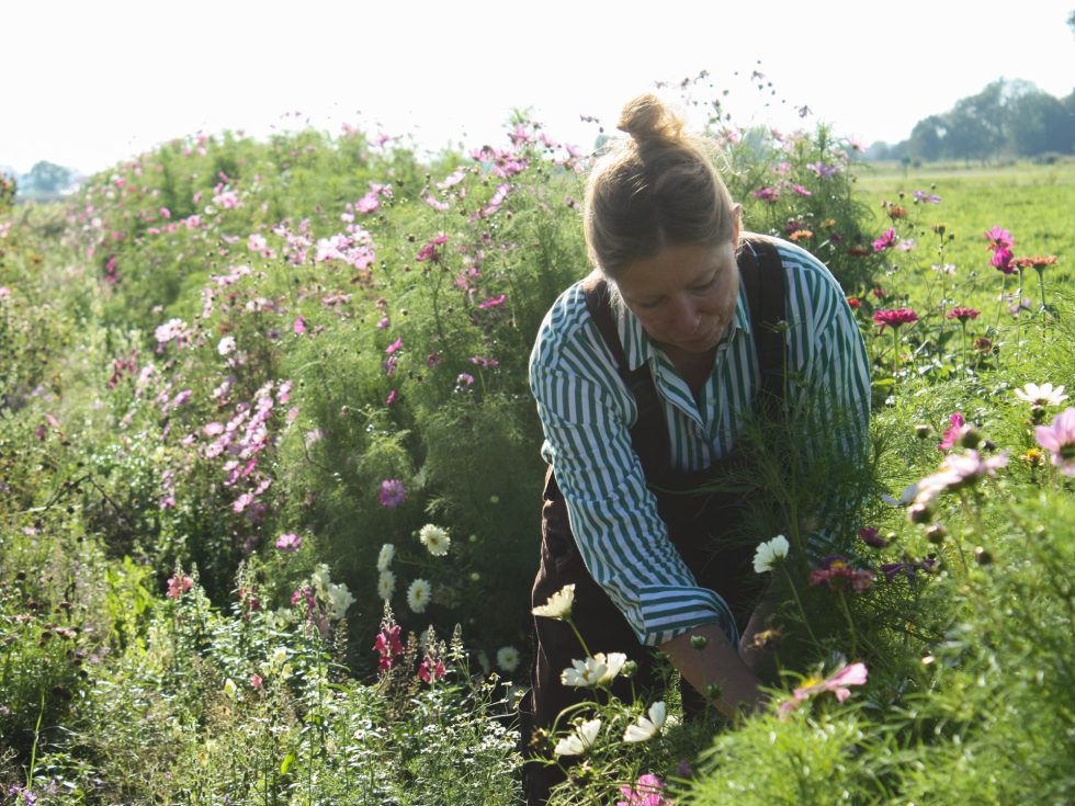 Wekelijks aanbod bij Bloemsierkunst Groeneveld van biologische bloemen gecertificeerde Groninger Klei