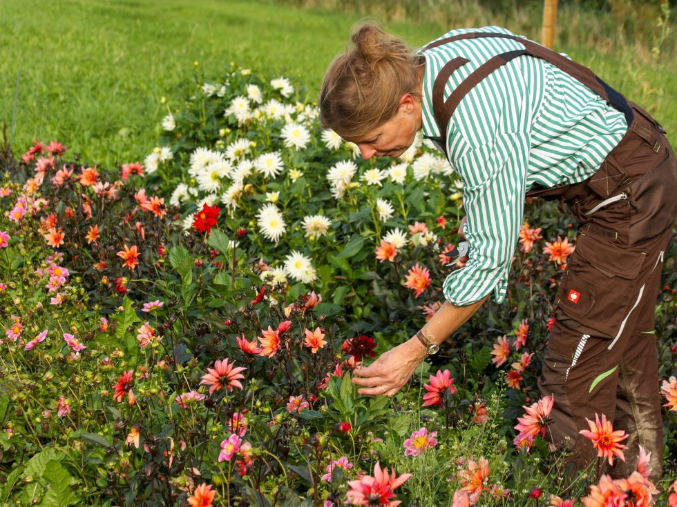 Wekelijks aanbod bij Bloemsierkunst Groeneveld van biologische bloemen gecertificeerde Groninger Klei