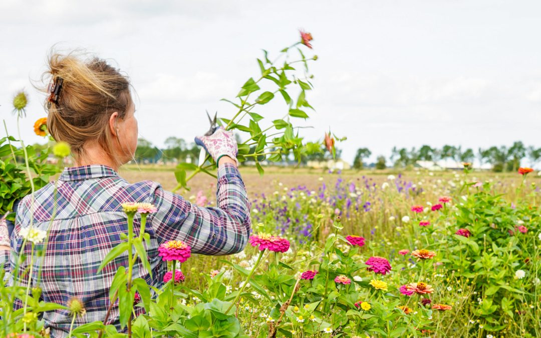 Biologische bloemen