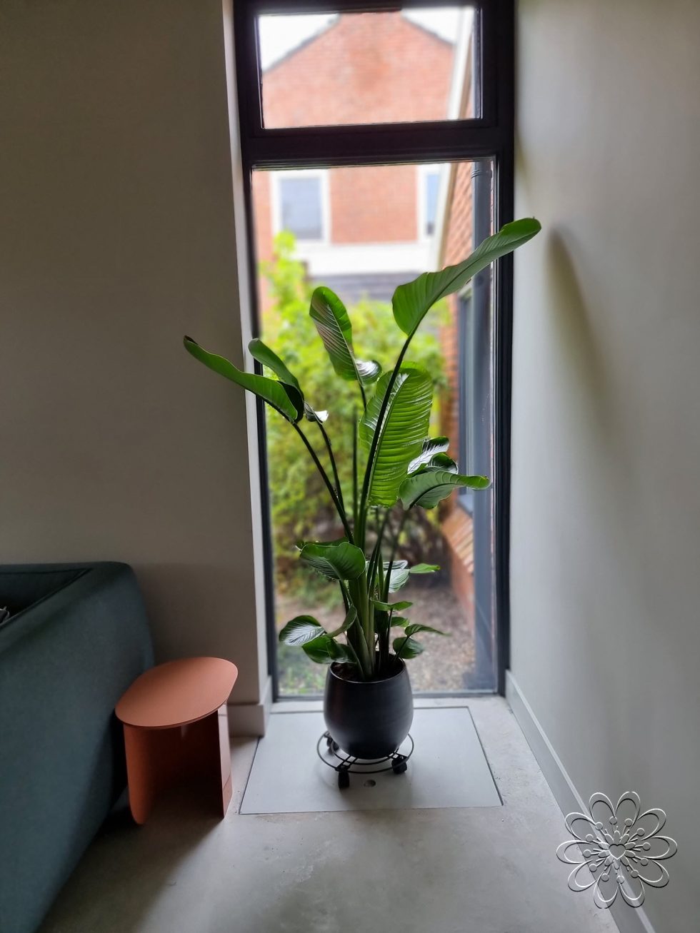 Strelizia kamerplant kopen doe je bij Bloemsierkunst Groeneveld